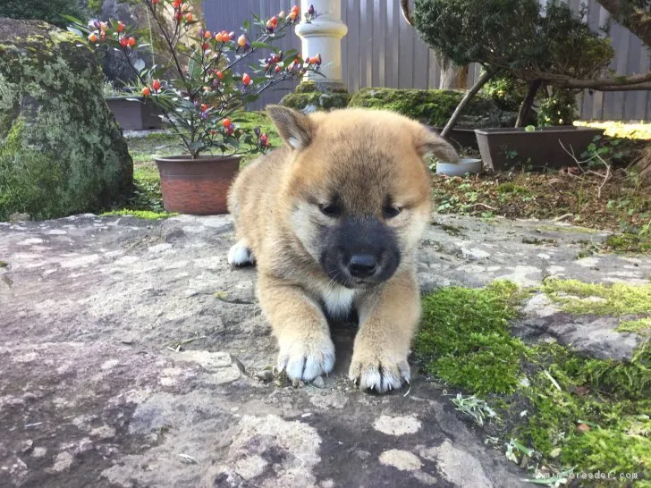 柴犬(標準サイズ)【福井県・女の子・2018年8月21日・あか】の写真1「9/23撮影」