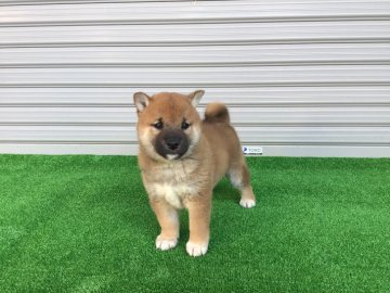 柴犬(標準サイズ)【福井県・男の子・2020年1月5日・赤】の写真「容姿端麗！性格良好！人懐っこく可愛い男の子です♪」