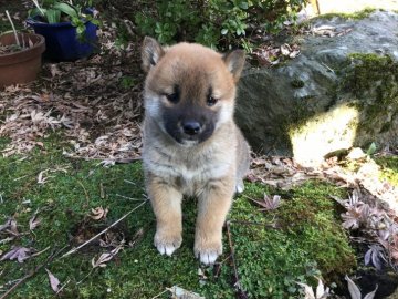 柴犬(標準サイズ)【福井県・男の子・2017年2月10日・赤】の写真「ユーモア満点の男の子です♪超美男子の優秀犬！」