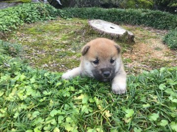 柴犬(標準サイズ)【福井県・男の子・2017年8月23日・赤色】の写真「血統優秀！性格良好の可愛い男の子です♪」