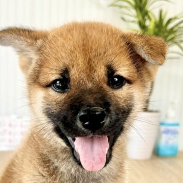 柴犬(標準サイズ)【福井県・男の子・2024年7月20日・赤】の写真「お行儀が良く人間大好き甘えん坊💕容姿もイケメン❗」