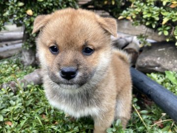 柴犬(標準サイズ)【福井県・男の子・2021年10月1日・赤】の写真「元気満点！ユーモラスな癒し系の優秀犬♪」