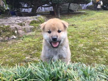 柴犬(標準サイズ)【福井県・男の子・2017年8月23日・赤色】の写真「血統優秀！性格良好で動作が可愛く本当に癒されます♪」