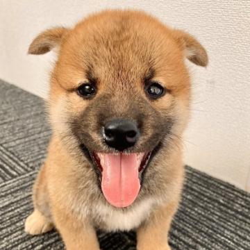 柴犬(標準サイズ)【福井県・男の子・2022年8月9日・赤】の写真「容姿最高で優しい性格！イチオシ超オススメな子♪」