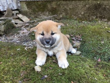 柴犬(標準サイズ)【福井県・女の子・2017年1月31日・赤】の写真「愛嬌満点♪触れ合えばわかる賢い女の子♪」