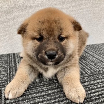 柴犬(標準サイズ)【福井県・男の子・2022年12月8日・赤】の写真「健康優良児！日々飛躍的に可愛く成長中！性格抜群♡」