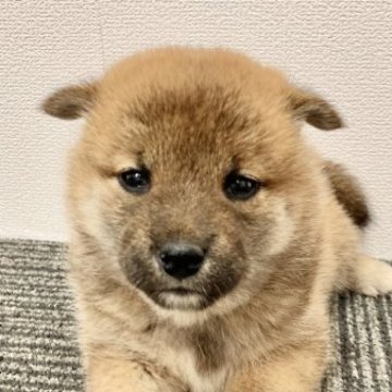 柴犬(標準サイズ)【福井県・女の子・2023年9月19日・赤】の写真「愛嬌満点で誰からも愛される子♪容姿も性格も秀逸です」