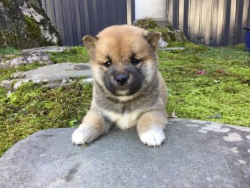 柴犬(標準サイズ)【福井県・女の子・2019年10月2日・赤】の写真「美人で性格良好の女の子♪」