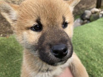 柴犬(標準サイズ)【福井県・男の子・2021年10月14日・赤】の写真「今だけ★ウィンターセール！認定優秀犬を大幅値下げ！」