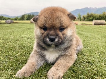 柴犬(標準サイズ)【福井県・女の子・2022年4月10日・赤】の写真「人懐っこくて愛嬌抜群♪癒やしてくれますよ！」