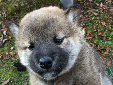 柴犬(標準サイズ)【福井県・男の子・2017年2月10日・赤】の写真「性格良好で活発な男の子♪血統最高のサラブレッド！」