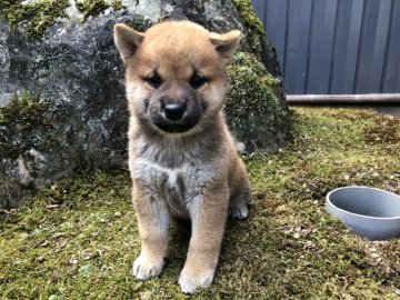 柴犬(標準サイズ)【福井県・女の子・2020年8月15日・赤】の写真「別格最上級‼︎性格抜群です♪」