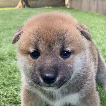 柴犬(標準サイズ)【福井県・女の子・2023年7月5日・赤】の写真「別格の可愛さ！元気で物怖じしない最良な性格♪」