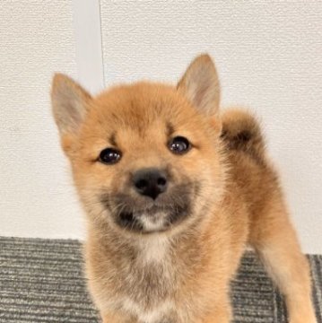 柴犬(標準サイズ)【福井県・女の子・2023年7月17日・赤】の写真「優しく穏やかで愛着が湧く女の子♪毎日が癒しです♡」