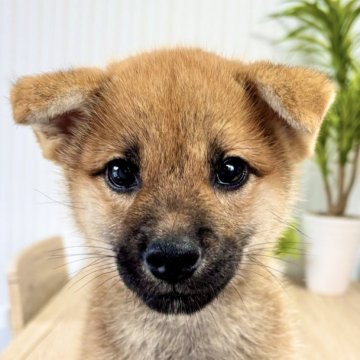 柴犬(標準サイズ)【福井県・男の子・2024年7月20日・赤】の写真「【秋の感謝祭】優秀犬が超特価！先着1名様限定！」