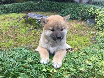 柴犬(標準サイズ)【福井県・男の子・2017年10月14日・赤】の写真「12/3より引渡し可能♪性格穏やかな血統優秀犬！」