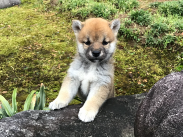 柴犬(標準サイズ)【福井県・女の子・2020年3月27日・赤】の写真「性格良好の健康優良児です♪」