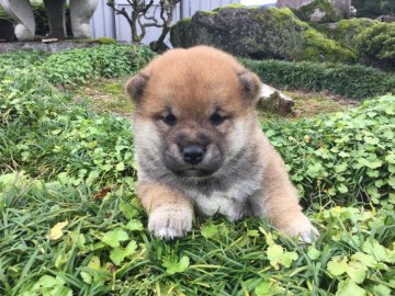 柴犬(標準サイズ)【福井県・女の子・2017年8月19日・赤色】の写真「血統優秀で性格良好の元気な女の子です♪」