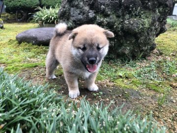 柴犬(標準サイズ)【福井県・女の子・2020年6月29日・赤】の写真「優しい性格と可愛い容姿で癒されます♪将来有望女子♡」