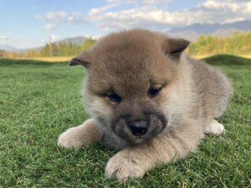 柴犬(標準サイズ)【福井県・女の子・2021年10月17日・赤】の写真「大化け確約！数日中に凄まじい大変身を成し遂げます！」