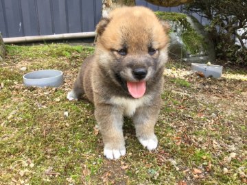 柴犬(標準サイズ)【福井県・男の子・2019年6月10日・赤】の写真「最高級犬！これから超~可愛くなりますよ！」