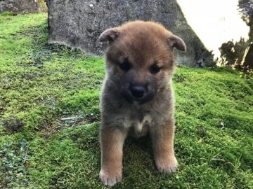 柴犬(標準サイズ)【福井県・男の子・2020年3月27日・赤】の写真「とても優しい性格で見た目も可愛い癒し系男子♪」