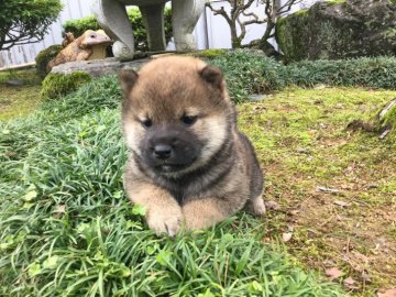 柴犬(標準サイズ)【福井県・男の子・2017年4月8日・赤】の写真「血統最高のサラブレッド♪物怖じしない男の子！」