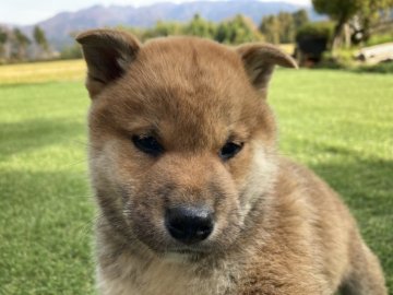 柴犬(標準サイズ)【福井県・男の子・2021年10月1日・赤】の写真「健康状態良好！物怖じせず愛嬌抜群の優秀犬！」