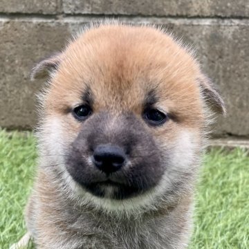 柴犬(標準サイズ)【福井県・女の子・2023年7月5日・赤】の写真「元気な動きで愛らしい子♡性格極上の最上級犬です！」