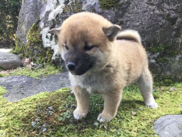 柴犬(標準サイズ)【福井県・女の子・2017年1月31日・赤】の写真「性格良好！容姿の可愛さにも凄く癒されます♪」