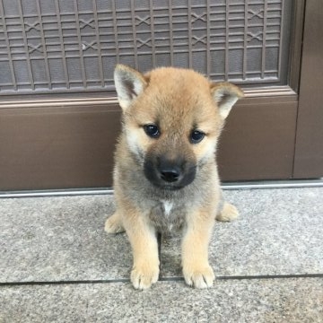 柴犬(標準サイズ)【福井県・男の子・2016年8月1日・赤】の写真「祖父は全国第1位!別格の優秀犬！性格も良好です♪」