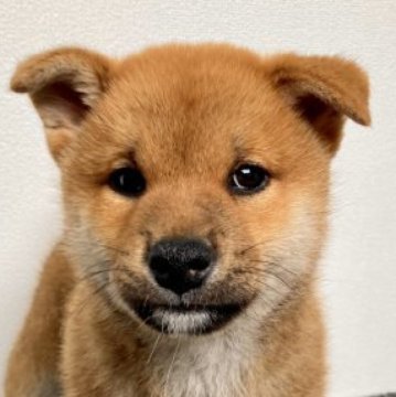 柴犬(標準サイズ)【福井県・男の子・2023年4月12日・赤】の写真「可愛いお顔で性格も優しい優秀犬です！毎日癒されます」