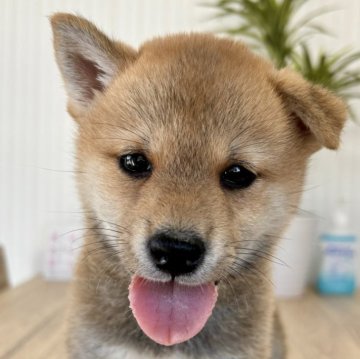 柴犬(標準サイズ)【福井県・女の子・2024年8月2日・赤】の写真「ぬいぐるみ級の可愛さ💖穏やか温厚な性格極上❗️」