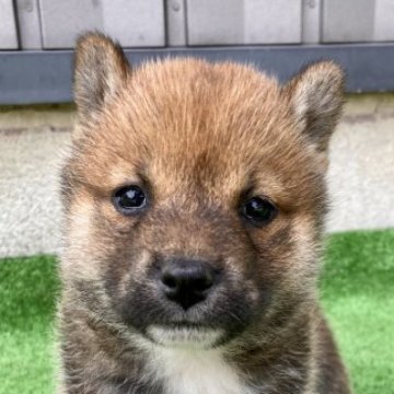 柴犬(標準サイズ)【福井県・女の子・2023年4月7日・赤】の写真「優しく穏やかな性格で容姿も抜群♡飼いやすい子♪」