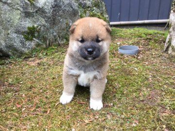 柴犬(標準サイズ)【福井県・男の子・2019年5月31日・赤】の写真「支部展最高賞の子です！性格穏やかで優しい子です♪」