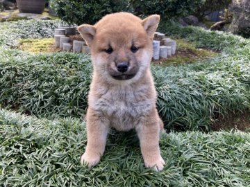 柴犬(標準サイズ)【福井県・男の子・2021年2月3日・赤】の写真「【総合評価Sランク】癒し系男子！愛嬌満点性格良好♪」