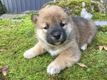 柴犬(標準サイズ)【福井県・男の子・2019年10月11日・赤】の写真「優しい性格で愛らしい男の子♪」