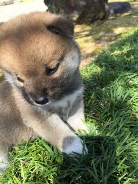 柴犬(標準サイズ)【福井県・男の子・2015年4月30日・赤】の写真「人懐っこく性格の穏やかな男の子です♪」