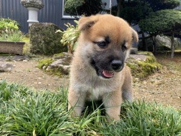 柴犬(標準サイズ)【福井県・男の子・2021年7月6日・赤】の写真「性格良好！愛嬌抜群！人懐っこく賢い子♪見学即OK！」