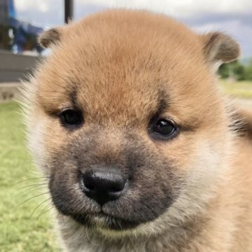 柴犬(標準サイズ)【福井県・男の子・2023年4月12日・赤】の写真「物静かで可愛い癒し系男子です♡性格良好！」