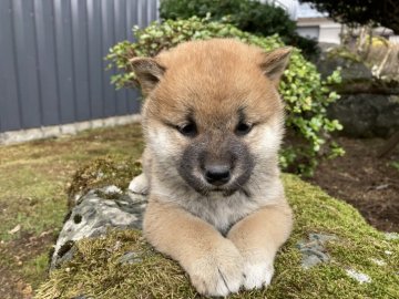 柴犬(標準サイズ)【福井県・女の子・2021年2月3日・赤】の写真「【総合評価Sランク犬】好奇心旺盛の元気娘！」