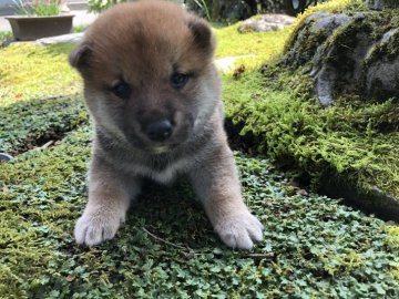 柴犬(標準サイズ)【福井県・男の子・2020年6月21日・赤】の写真「展覧会用の優秀犬です！容姿性格抜群に良好です♪」