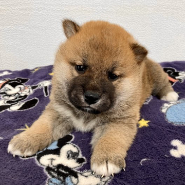 柴犬(標準サイズ)【福井県・男の子・2022年5月12日・赤】の写真「健康体で元気満点！更に愛嬌ピカイチの秀逸犬！」