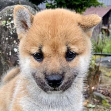 柴犬(標準サイズ)【福井県・女の子・2022年9月1日・赤】の写真「上品なお顔で別格の可愛さです♡性格極上の秀逸犬♪」