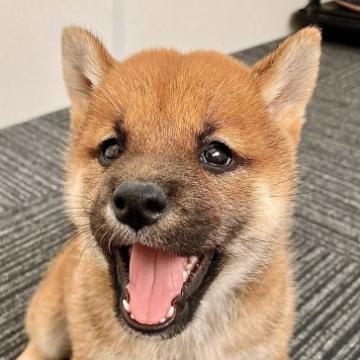 柴犬(標準サイズ)【福井県・女の子・2022年8月29日・赤】の写真「元気！健康！美犬！優しくて甘えん坊な性格♪」