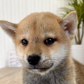 柴犬(標準サイズ)