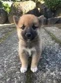 柴犬(標準サイズ)【福井県・男の子・2016年8月1日・赤】の写真1