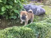 柴犬(標準サイズ)【福井県・女の子・2018年8月21日・あか】の写真2「9/23撮影」