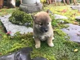 柴犬(標準サイズ)【福井県・男の子・2017年10月14日・赤】の写真2「11/23撮影」