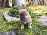 柴犬(標準サイズ)【福井県・男の子・2017年10月14日・赤】の写真3「11/23撮影」